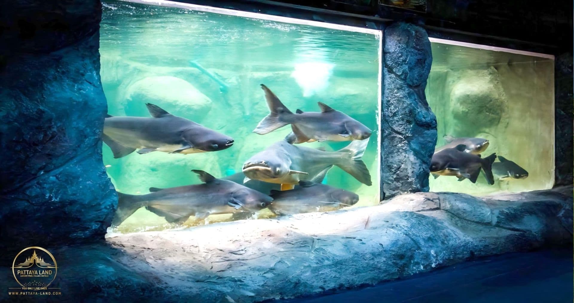 Monster Aquarium